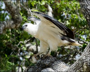 White-bellied Sea Eagle