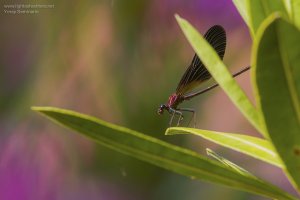 Male Copper Demoiselle