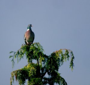 Wood pigeon at 75 meters