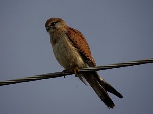 nankeen kestrel