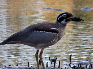 beach stone-curleW