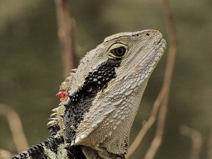 eastern water dragon