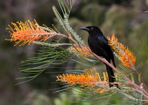 Spangled Drongo with a Sweet Tooth