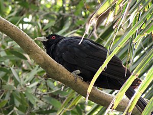 common koel male