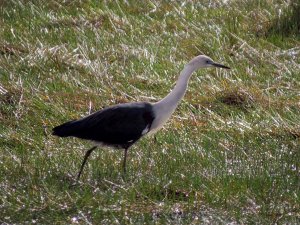 white necked heron