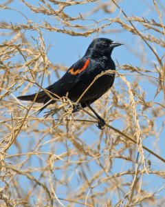 Red-winged Blackbird