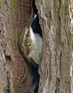 Treecreeper