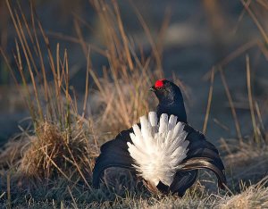 Black Grouse Male Displaying