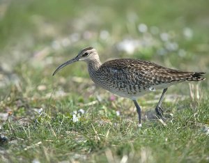 Whimbrel