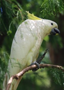 Sulphur Crested Cockatoo