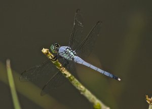 Eastern Pond Hawk (male)