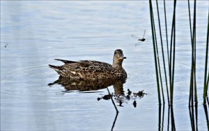 Gadwall (f)