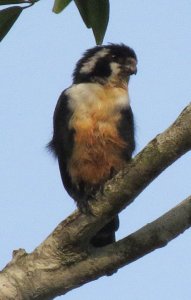 Black Thighed Falconet