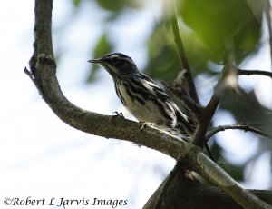 Black and White Warbler