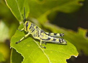 Spotted Bird Grasshopper (nymph)