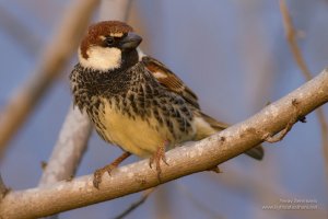 Male Spanish Sparrow