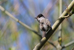 Blackcap