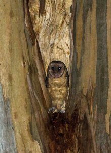 Female Masked Owl - Tasmania