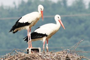 White Storks in the Alsace