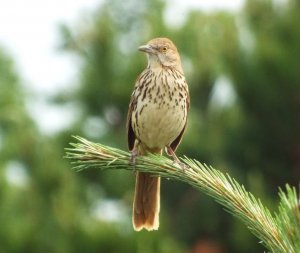 Brown Thrasher