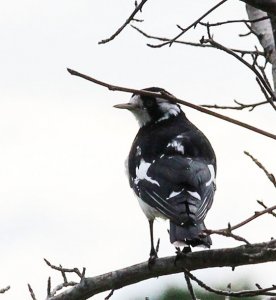 Magpie Lark