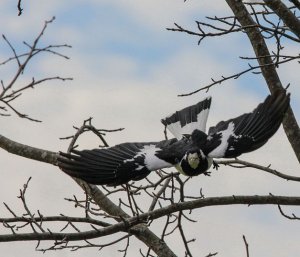 Swooping Magpie lark