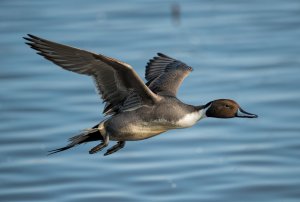 Pintail on Air