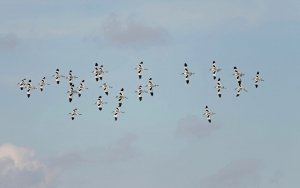 Avocets