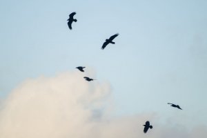 A kindness of ravens