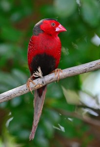 Crimson Finch