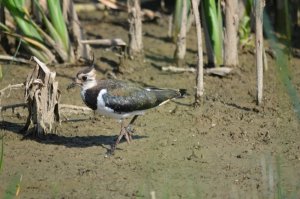 Lapwing