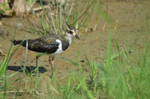 Lapwing