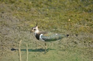 Lapwing