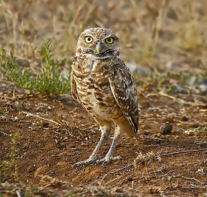 Burrowing Owl