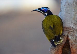 Blue-faced Honeyeater