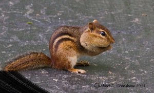 Eastern Chipmunk