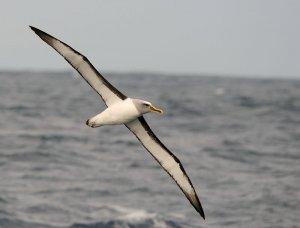 Buller's Albatross