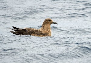 Brown Skua