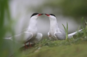 Common Terns