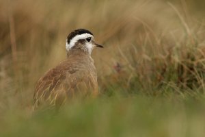 Dotterel