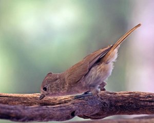 Oak Titmouse