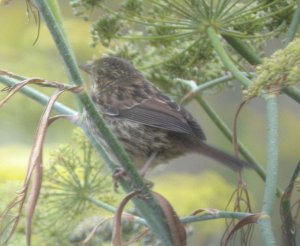 Song Sparrow