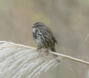 Song Sparrow