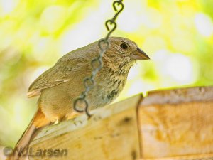 Canyon Towhee