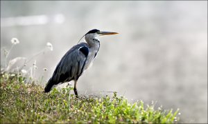 Grey Heron