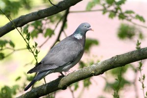 Woodpigeon