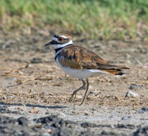 Killdeer