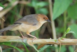 Red-faced Cisticola