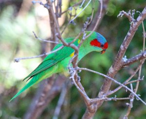 Musk Lorikeet