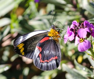 Jezebel the first of our butterflies visitors.